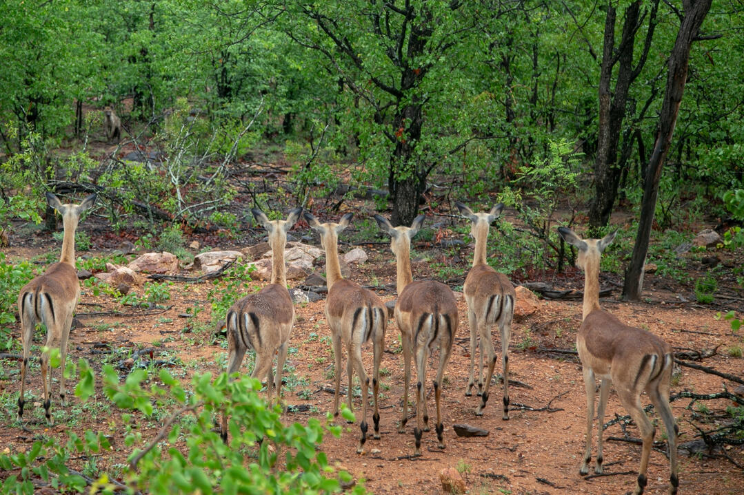 Kruger National Park Staredown - South Africa